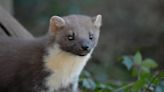 Pine martens successfully breeding in New Forest, hidden cameras show