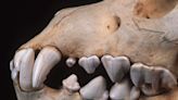 Tiny Ancient Teeth Have Solved a Major Mystery of Evolution