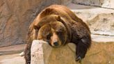 Move over March Madness: March Napness for rescue bears seeks to crown a sleep champion