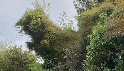Man spots roadside bush that 'looks like a T-Rex dinosaur'