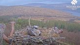 Osprey who rose to fame during lockdown welcomes earliest egg of season