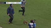 Un mapache irrumpió en un partido de la MLS y tardaron casi cinco minutos en agarrarlo