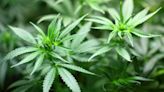 Cannabis Stocks Retreat On New Rescheduling Order Developments: What's Going On? - Canopy Gwth (NASDAQ:CGC)