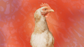 Can You Get Bird Flu From Eggs and Milk? Everything to Know About Avian Influenza