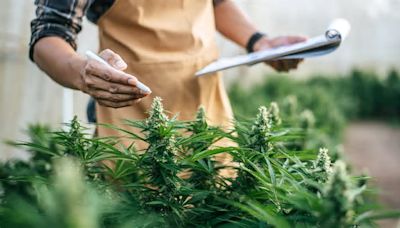 Legal kiffen: Cannabis aus der Apotheke