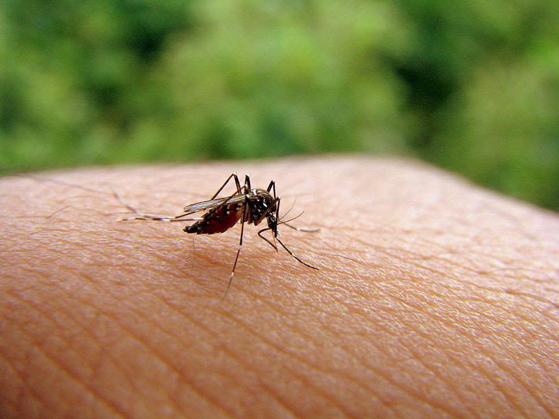 Female mosquitoes rely on each other to hunt for the best breeding sites