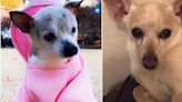 Pebbles The Toy Fox Terrier Fetches 'Oldest Living Dog' Title In Tiny Canine Showdown