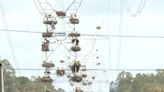 Cegonhas desistem de migrar à África e fazem ninhos em torres de eletricidade em Portugal