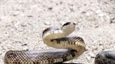 Learn how to keep pets safe from snakes in free program May 23
