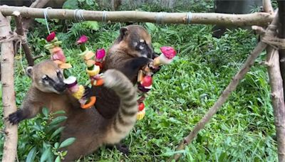 壽山動物園辦中秋野營趴 動物嗨嗑澎派烤肉大餐