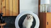 Calling All Cat Parents: This Litter-Robot Sale on Bundles Will Save Your Sanity (and Spoil Your Kitty)