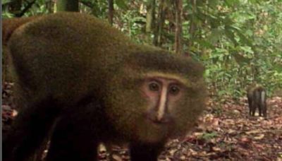 Camera traps prove essential in discovering brand new species of monkey