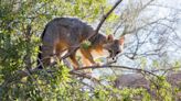Gray Fox Raised Illegally as a Pet Gets New Life at New Mexico Wildlife Center