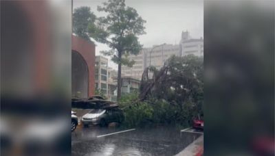 風雨太強！北市西門町路樹倒塌 兩台車被壓毀