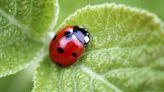 Ladybugs invading your Kentucky home? They could actually be these destructive lookalikes