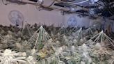 Man arrested after police discover cannabis farm with 200 plants