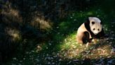 Welcome Back, Pandas! Two Furry Diplomats Are Headed to the D.C. Zoo.