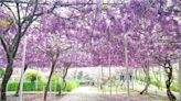 台灣最大淡水紫藤花園！數千株夢幻紫藤花瀑，僅開放19天