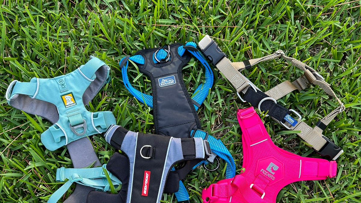 I Spent Months Testing Dog Harnesses to Find the Absolute Best