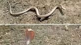 Rare White Cobra Spotted in UP: Potential Sign of Ecosystem Change; Here's What Researchers Say - News18