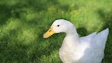 Woman's Precious 'Pest Control' Ducks Are the Cutest Garden Companions