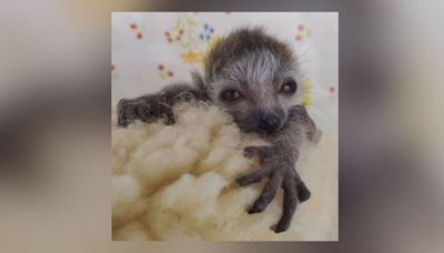 ‘We are heartbroken:’ Baby Lemur dies just days after being born at Zoo Atlanta