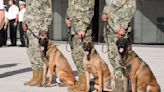 Rinden homenaje a los héroes de cuatro patas: Eden, Enry y Eska, jubilados del servicio activo de la Semar | El Universal