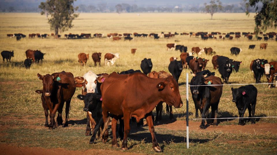 China lifts ban on five Australian beef exporters