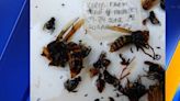 Asian giant hornet trapping season begins Friday