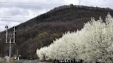 Spring in bloom | Times News Online