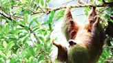 5 Places to See Adorable Sloths in Costa Rica — and How to Have a Responsible Encounter