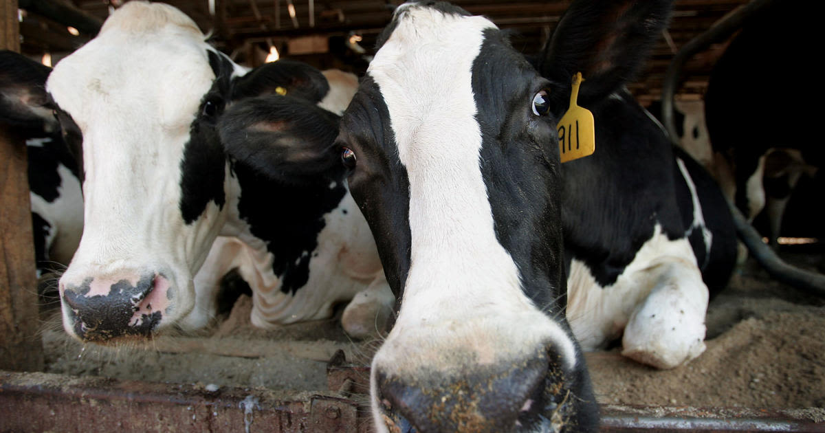 Dozens of Colorado dairy farm workers monitored for bird flu symptoms