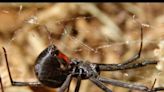 Is that spider something to fear? What to know about venomous species found in Illinois