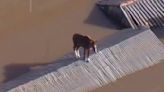 El angustiante rescate de un caballo atrapado por días en un tejado por las inundaciones en Brasil