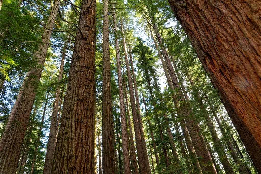 Millions more trees isn’t the climate fix New Zealand thought
