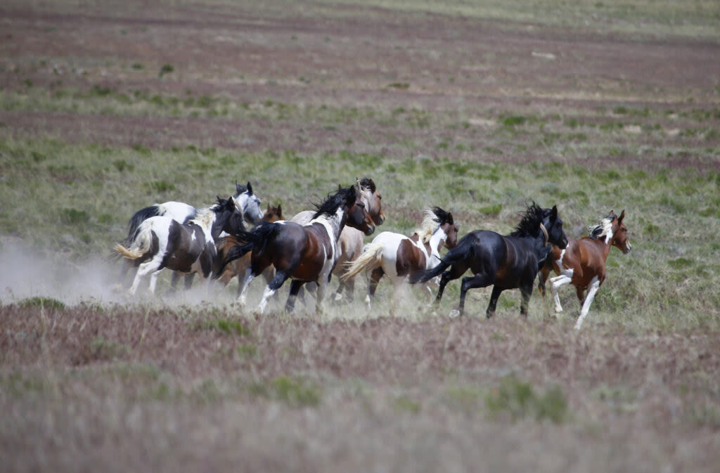 BLM scheduled to remove 420 wild horses from three Utah counties for overpopulation