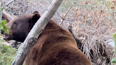 Bear spotted and safely removed from residential backyard in San Luis Obispo Tuesday