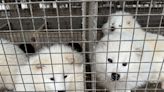 High risk of animal-to-human diseases developing in some China fur farms, animal protection group says