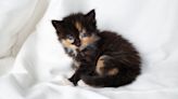 Rare Intersex Tortoiseshell Kitten Dropped off at Oregon Shelter