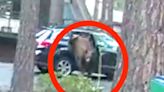 Rope Trick Frees Bear That Got Trapped In Car