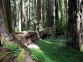 Humboldt Redwoods State Park