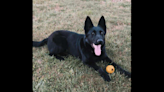 ‘Dedicated and beloved’ K-9 dies in hit-and-run, TN cops say. Search is on for driver