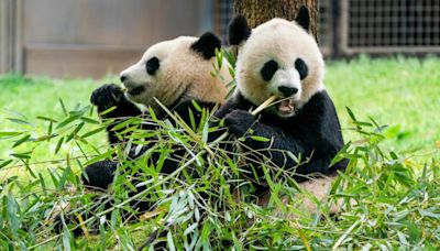 Smithsonian says 2 new giant pandas returning to Washington’s National Zoo from China by end of year