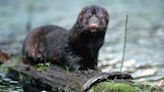Watch a mink on the hunt at Presque Isle State Park