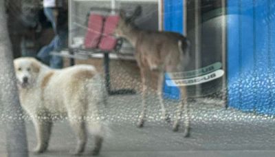 Deer and Dog Friends Enjoy Stroll Together Through Iowa Town Before 'Remorseful' Parting