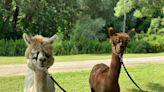 What's behind Ontario's alpaca agri-tourism boom?