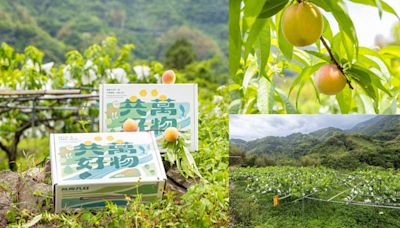 永續當道！農業部ACO計畫用設計力助台灣農產 萬物共好禮盒產地直採裝「著時」五月桃