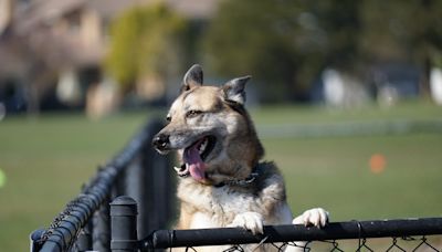 Rescue Shepherd's 'Scary' First Trip to Dog Park Is So Heartwarming