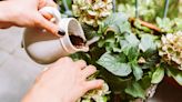 Grow bigger hydrangeas with one kitchen scrap which can even turn blooms blue