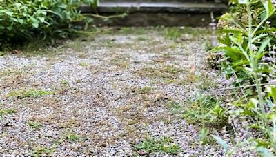 Ditch white vinegar to remove gravel weeds for ‘better’ household item gardeners love